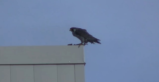 video_roundup_maurauder_644