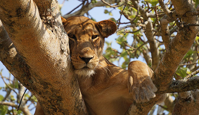 jan17-feature-boredom-lion-644