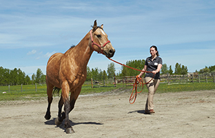 Student vets start rotations in Tsuut’ina and Siksika First Nations